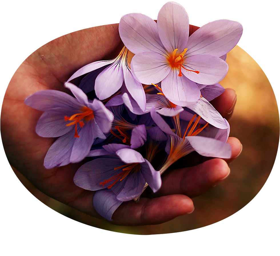 flower-resize Accompagnement - Dordives Sud Seine et Marne et Loiret